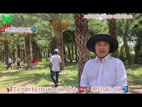 Tìm hiểu phân biệt giống Chà Là Ăn quả tươi và giống làm kiểng