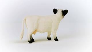 Schleich Gallowayská krava