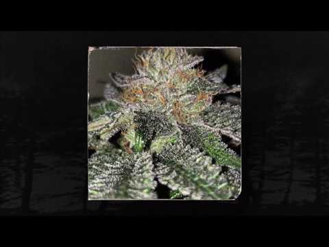 MUSTYJAYDIN - KILLA DOPE (PROD. EKEXX) (MEMPHIS 66.6 EXCLUSIVE)