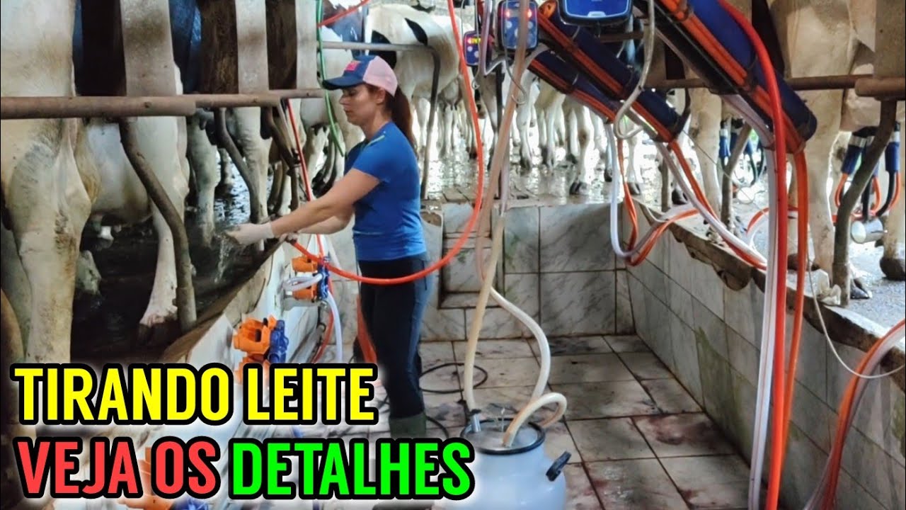 Veja como é feita a ORDENHA das vacas leiteiras (Extração automática)