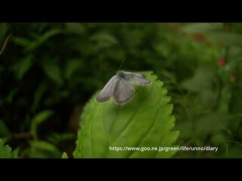 ヤマトシジミ66倍スローモーション