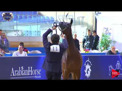 N 11 NICHE REGALIS   European Championship 2019   Yearling Fillies Class 3A