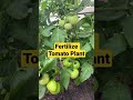 How To Fertilize Tomato Plants Shorts