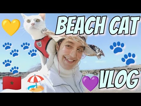 🐈 #Cat #Vlog 🐾 #فلوق #قطط