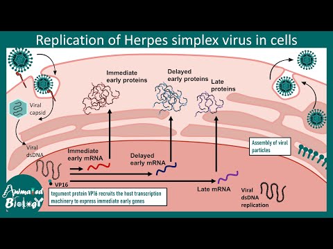 Herpes simplex virus replication Steps - Virology Animations