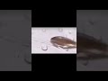 Slug goes in water #dankmeme #funny #funnyvideo #meme