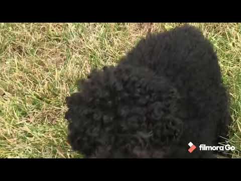 Otoniel en Hagerstown MD