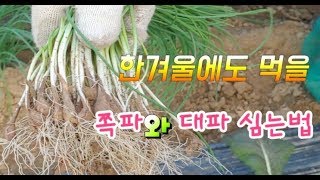 #겨울 준비 쪽파,대파 한겨울에도 계속 뽑아 먹을 수 있다#Side wave cultivation metho…