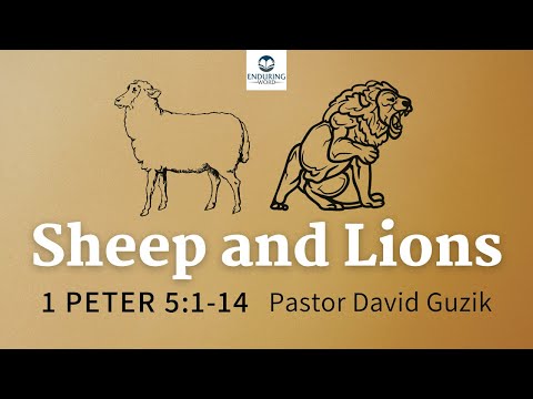 Sheep and Lions - 1 Peter 5:1-14