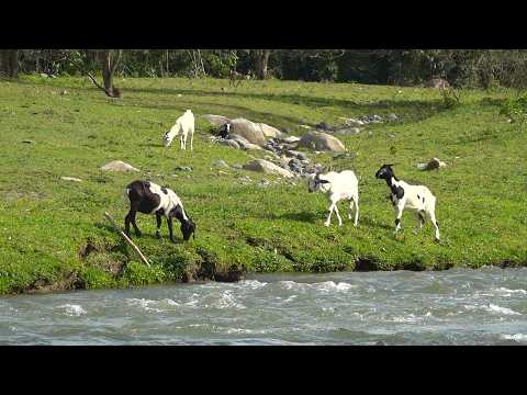 EN EL CAMPO DE EL BALCON Y BOMA JARABACOA RD