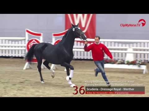 36  Scuderia - Dressage Royal - Werther