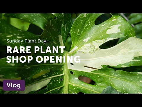 SNEAK PEEK! Rare Plant Shop Opens In Long Island City — Vlog 038