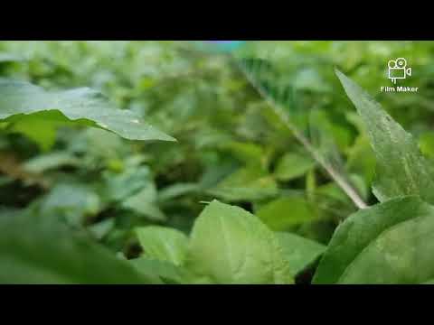 Nature love creativity