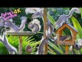 🔴 Cat TV for Cats to Watch 😸 Birds & Squirrels Go Wild on Bird Tables 🕊️ Bird Videos for Cats