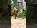 Jument selle fran&ccedil;ais amateur 