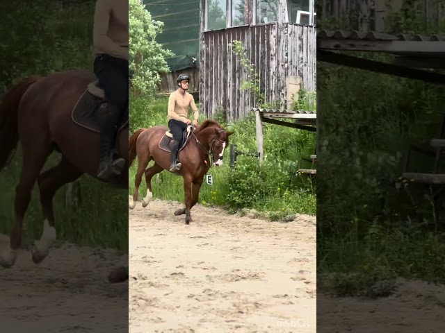 Jument selle fran&ccedil;ais amateur 