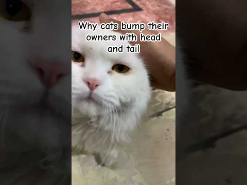 Why cats bump their owners with head and tail🩷#viral #trending #youtubeshorts #funnycats #cutecats