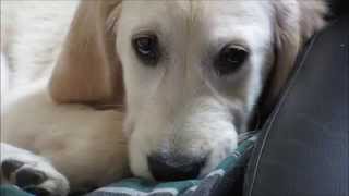 睡魔に負けた英国ゴールデンレトリバーの子犬