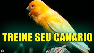 Canário Belga campainha para treinar seu canário cantando muito