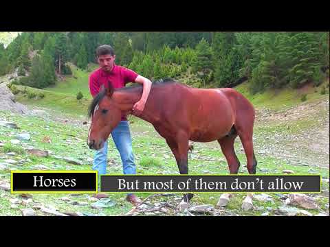A beautiful horse in jungle
