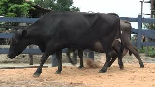 Vídeo 112 - 1ª ETAPA MEGA LIQUIDAÇÃO TOTAL AGROPECUÁRIA MARAJOARA - DIA 4 | GADO GIROLANDO E HOLANDÊS