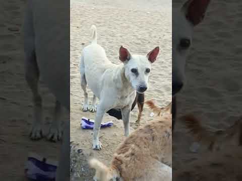 feeding 25kg chicken liver to street dogs #petshub #strayanimals #petcareprovider #pets#doglover