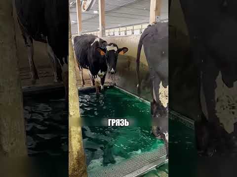 Коров моют ЛУЧШЕ чем людей 😲🔥🐄