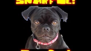 Snarfle the Pug! - Beach Adventure!