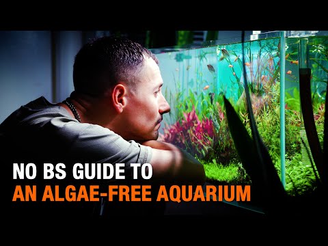 NO BS GUIDE TO A BEAUTIFUL ALGAE FREE PLANTED AQUARIUM
