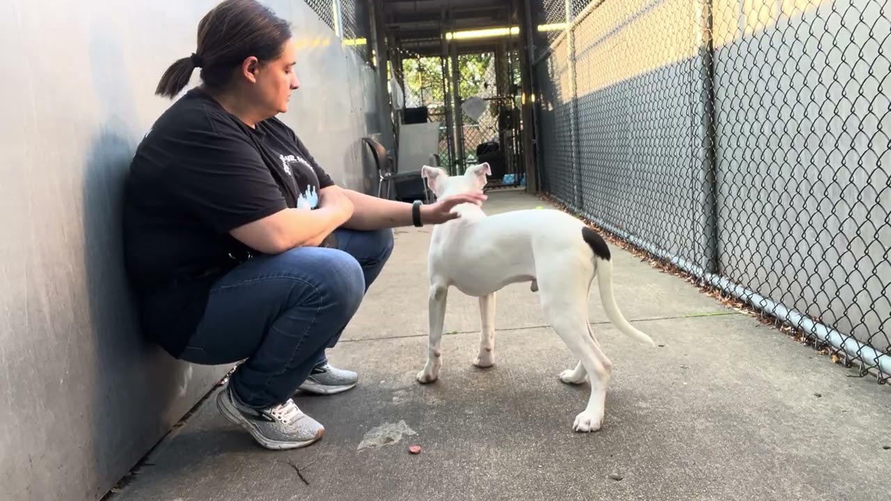 Enlarge Mello, a ADOPTABLE Pit Bull Terrier in Chicago, IL video 5/5
