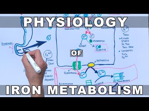 Iron Metabolism