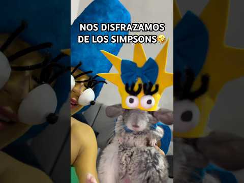 No perdimos pero tampoco ganamos 🫠🥲🤣 #chinchilla #animalestiernos #mascotas #disfraces