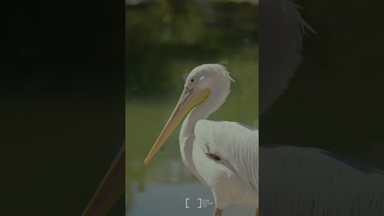 ბულვარის ზოოკუთხე