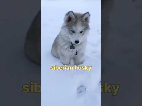 top 5 breed dog #top5cutestdogbreed #top5 #dog #cutest #topbreed