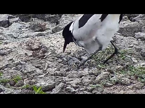 Djuma: Blacksmith Lapwing sitting on nest - 07:23 - 08/17/20