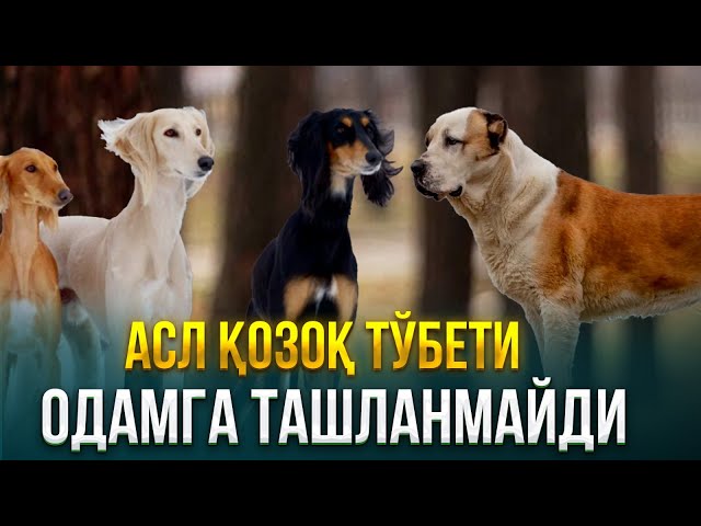 Асл қозоқ тўбети одамга ташланмайди