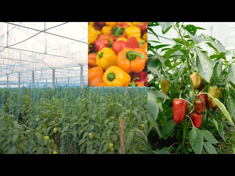 Awesome greenhouse bell pepper farming | modern bell pepper cultivation | green acres