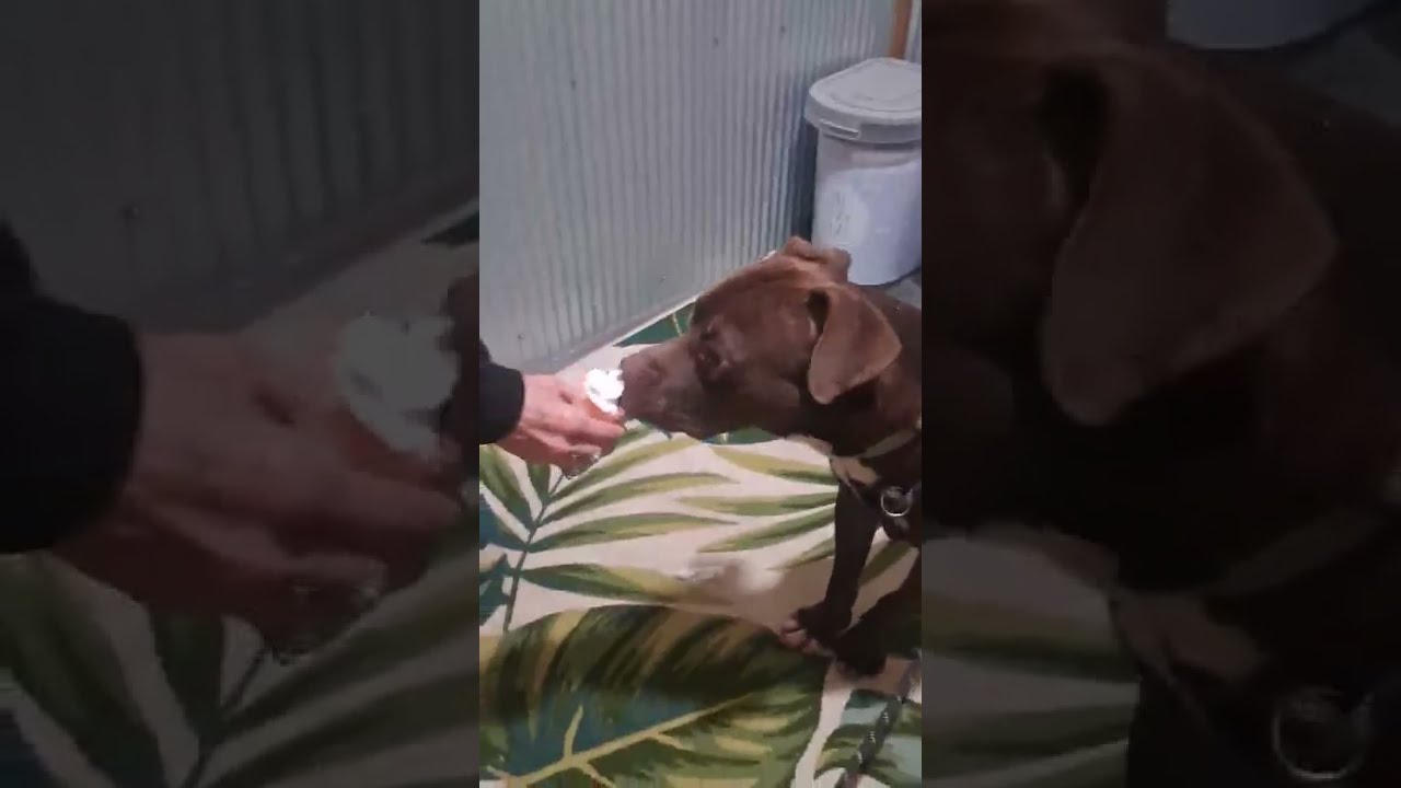 Enlarge Lyle, a Adoptable Mixed Breed in Point Pleasant, WV video 2/4