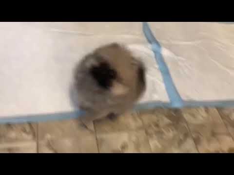 Pomeranian Puppy for sale