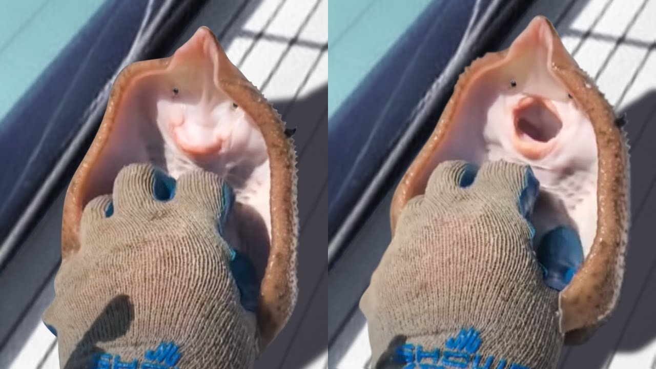 ЭТО Нужно ВИДЕТЬ! Топ 10 Моментов Гениального Поведения Животных!