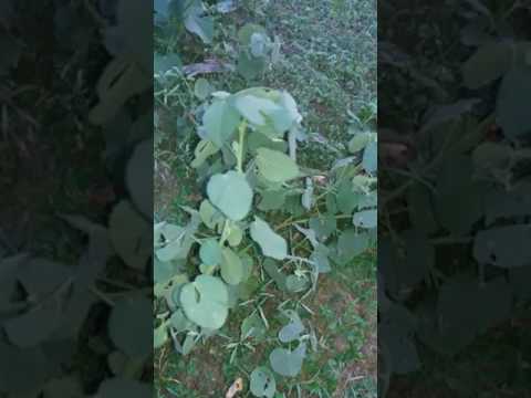 sida cordifolia svorio netekimas evecare svorio netekimui