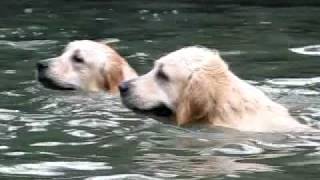 preview picture of video 'Waterbabies Golden Retrievers'