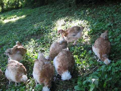 Sulmtaler 8 Wochen Junghennen