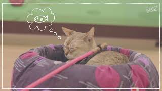 SistaCafe Channel : พาเที่ยวคาเฟ่แมว Cat Uo Cafe