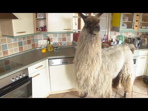 Deutschlands nördlichste Lama-Herde in Braderup