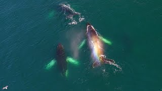 Humpback Whale Rainbows