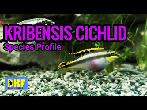 クリベンシスシクリッドの種のプロフィール