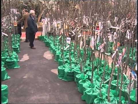 download lagu mp3 mp4 Maioli Piante, download lagu Maioli Piante gratis, unduh video klip Maioli Piante