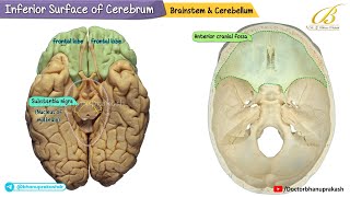 Inferior Surface of the Cerebrum 🧠 Cadaveric Neuroanatomy for USMLE Step 1 | Structures & Functions