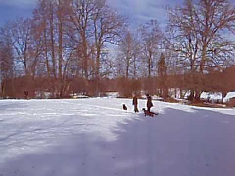 Jakkträning i Sollebrunn 2 013.wmv